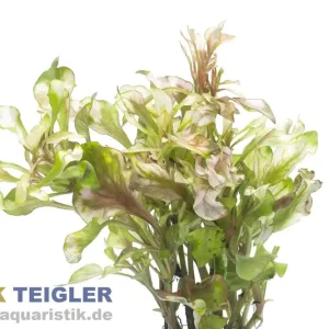 Buntes Sumpf-Papageienblatt, Alternanthera bettzickiana versicolor (Terrariumpflanze), im Topf Direktkauf